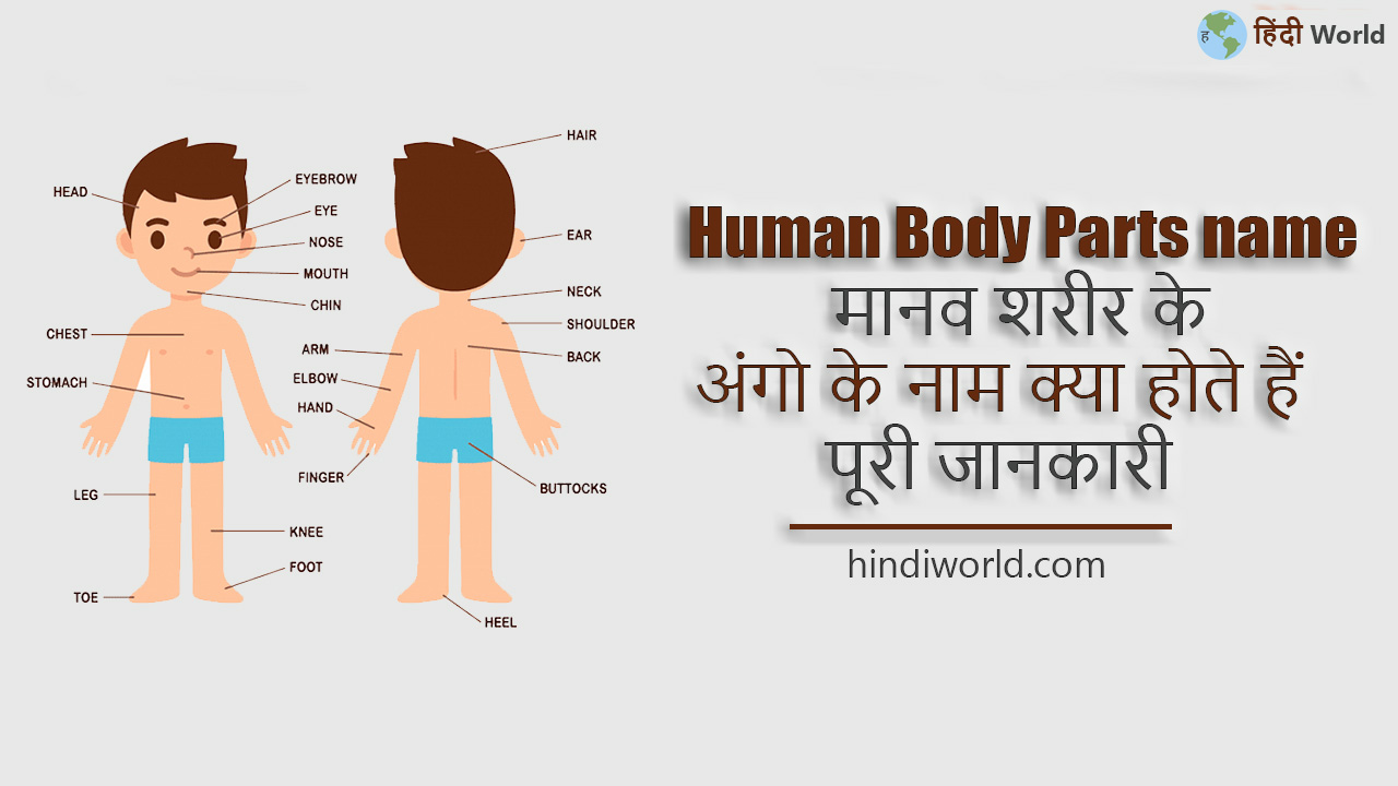 human body parts name in hindi