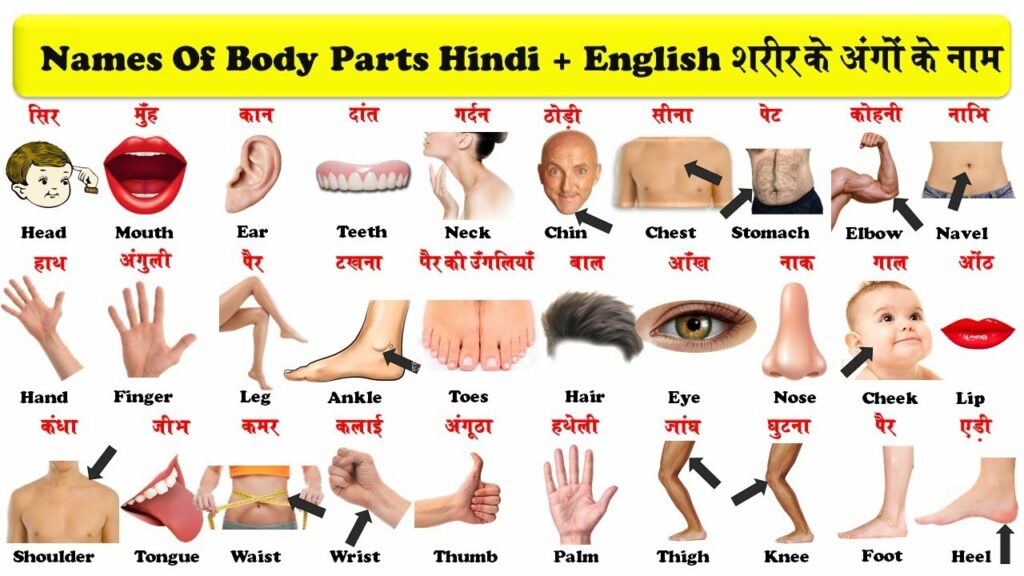 Human Body Parts name in Hindi